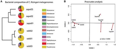 The Skin Microbiome of the Neotropical Frog Craugastor fitzingeri: Inferring Potential Bacterial-Host-Pathogen Interactions From Metagenomic Data